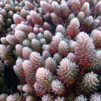 Sedum 'Chocolate Ball'