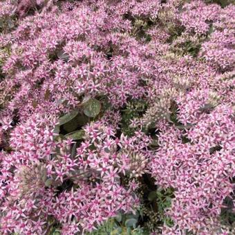 Sedum 'Cloud Walker'