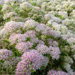 Vetkruid - Sedum erythrostictum 'Frosty Morn'