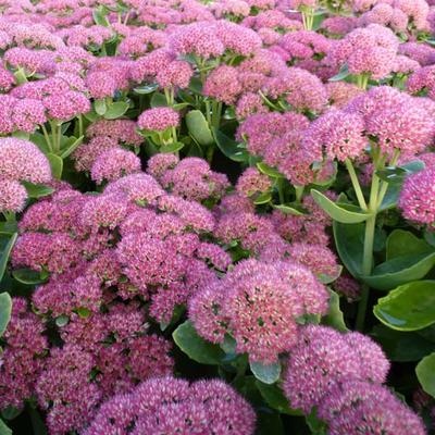 Sedum  'Herbstfreude' - Hemelsleutel