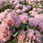 Sedum telephium 'Joyce Henderson' - Hemelsleutel