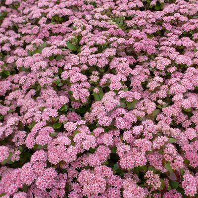 Sedum 'Matrona' - Vetkruid