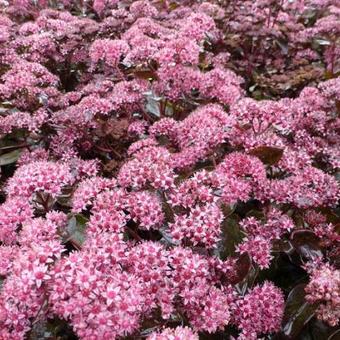 Sedum 'Möhrchen'