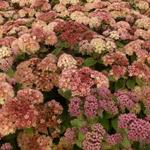 Sedum 'Moonlight Serenade' - Hemelsleutel