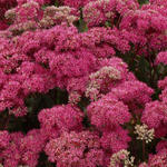 Sedum 'Mr Goodbud' - Vetkruid