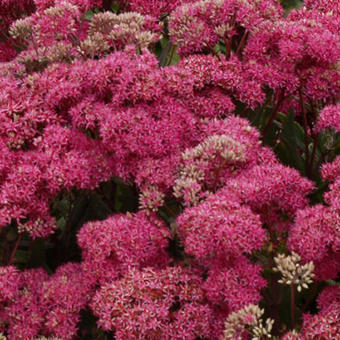 Sedum 'Mr Goodbud'