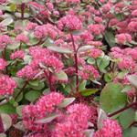 Sedum telephium 'Red Cauli' - Muurpeper