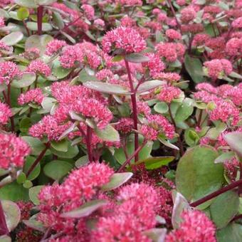 Sedum telephium 'Red Cauli'