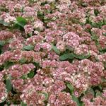 Sedum 'Stewed Rhubarb Mountain' - Hemelsleutel