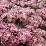 Sedum 'Strawberries and Cream' - Vetkruid