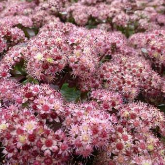 Sedum 'Strawberries and Cream'