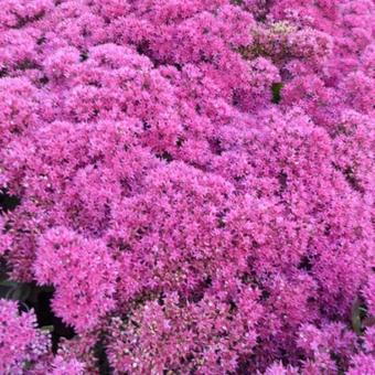 Sedum telephium 'Thunderhead'