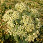 Sedum 'Yellow Xenox' - Vetkruid