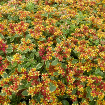 Sedum kamtschaticum 'Variegatum'