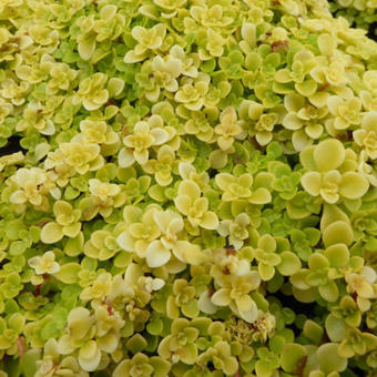 Sedum makinoi 'Ogon'