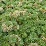 Sedum pachyclados - Vetkruid