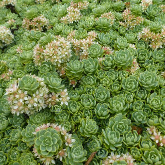 Sedum pachyclados