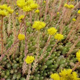 Sedum reflexum