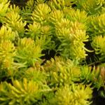 Tripmadam - Sedum reflexum 'Angelina'