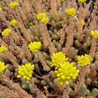 Sedum reflexum 'Blue Spruce'