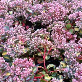 Sedum sieboldii 'Mediovariegata'