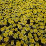 Vetkruid - Sedum spathulifolium 'Cape Blanco'