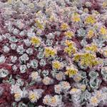 Sedum spathulifolium 'Purpureum'  - Vetkruid