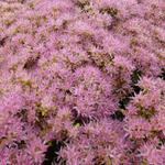 Sedum spectabile 'Carmen' - Hemelsleutel