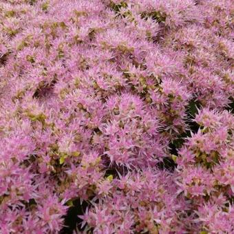 Sedum spectabile 'Carmen'