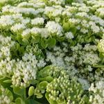 Sedum spectabile 'Iceberg' - Hemelsleutel - Sedum spectabile 'Iceberg'