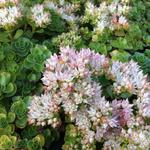 Sedum spurium 'Album Superbum' - Kaukasische muurpeper