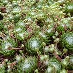 Sempervivum arachnoideum - Spinnenwebhuislook - Sempervivum arachnoideum