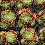 Sempervivum 'Alpha' - Huislook/Spinweb/Daklook