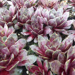 Sempervivum 'Commander Hay' - Huislook - Sempervivum 'Commander Hay'