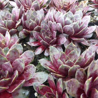 Sempervivum 'Commander Hay'