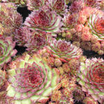 Sempervivum 'Dark Beauty' - Huislook