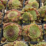 Sempervivum 'Granat' - Huislook