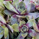 Huislook - Sempervivum 'Othello'