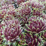 Sempervivum 'Silberkarneol' - Huislook - Sempervivum 'Silberkarneol'