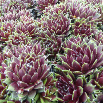 Sempervivum 'Silberkarneol'