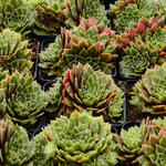 Sempervivum erythraeum 'Velvet Red' - Huislook