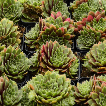 Sempervivum erythraeum 'Velvet Red'