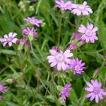 Senecio polyodon - Kruiskruid