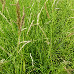 Sesleria autumnalis - Blauwgras - Sesleria autumnalis