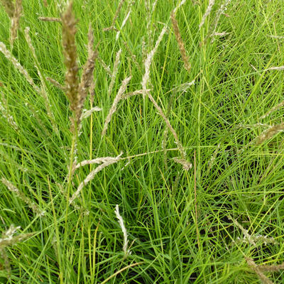 Sesleria autumnalis - Blauwgras