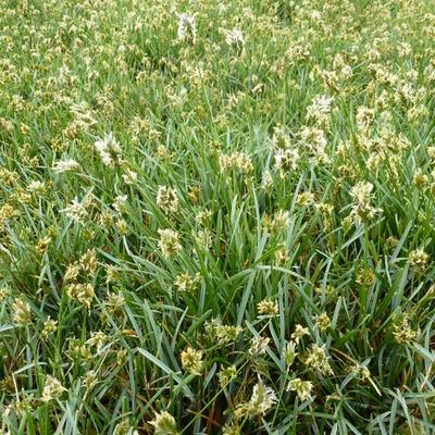 Sesleria caerulea - Blauwgras