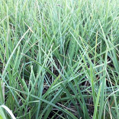 Sesleria nitida - Blauwgras, nestveengras