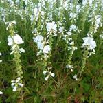 Sidalcea candida - Griekse malva - Sidalcea candida