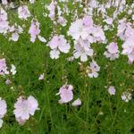 Sidalcea 'Elsie Heugh' - Griekse malva