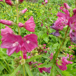 Sidalcea 'Red Wine' - Griekse malva